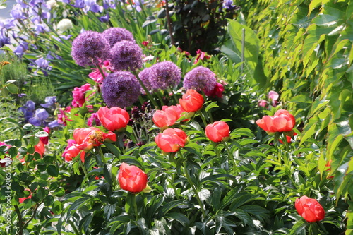 Spring Garden, bunte Blüten in einem Frühlingsgarten, Päonien, Zierlauch, Iris