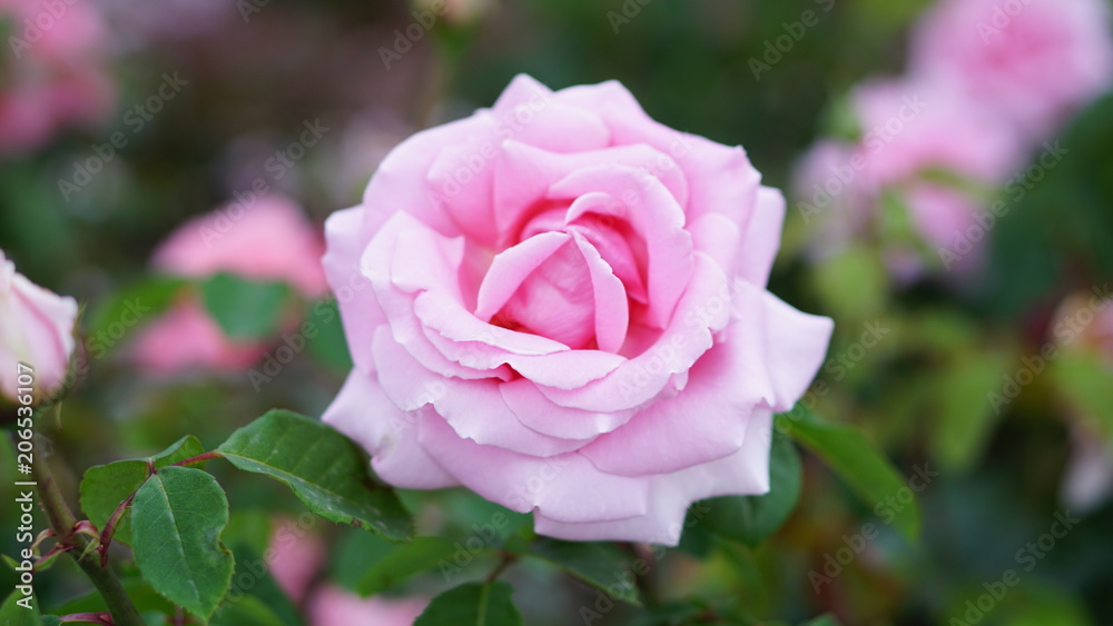 Spring rose flowers in the garden Spring rose flowers in the garden