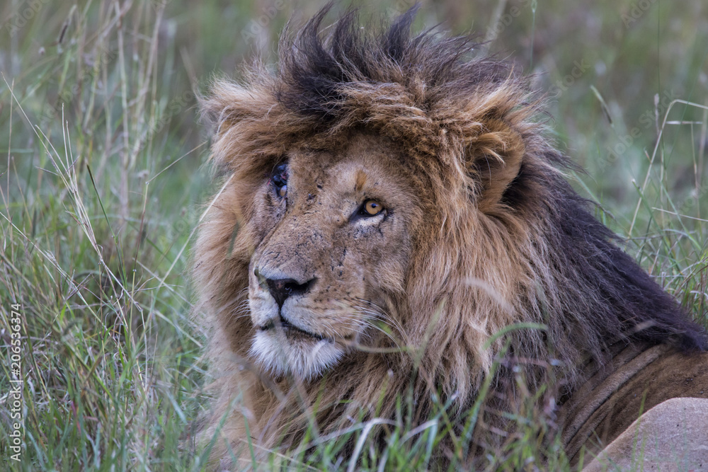 Portrait of the dominant male with the nickname Scarface in the Masai Mara National Park in Kenya Portrait of the dominant male with the nickname Scarface in the Masai Mara National Park in Kenya