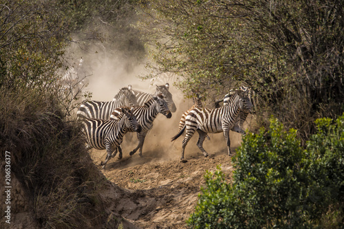 Zebra herd on the run in the migration season at a crossing point from the Mara River in the Masai Mara NAtional Park in Kenya