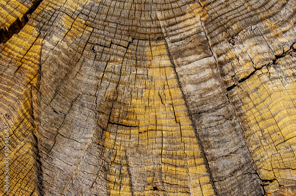 Fototapeta premium Tree truck rings