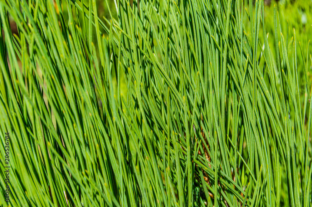 Bright green grass blades Bright green grass blades