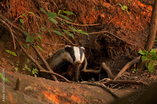 Φωτογραφία European badger, meles meles