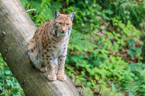 Lynx sitting on a fallen tree trunk © erikzunec