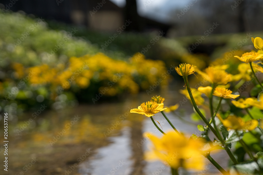 Obraz premium yellow flowers by the river