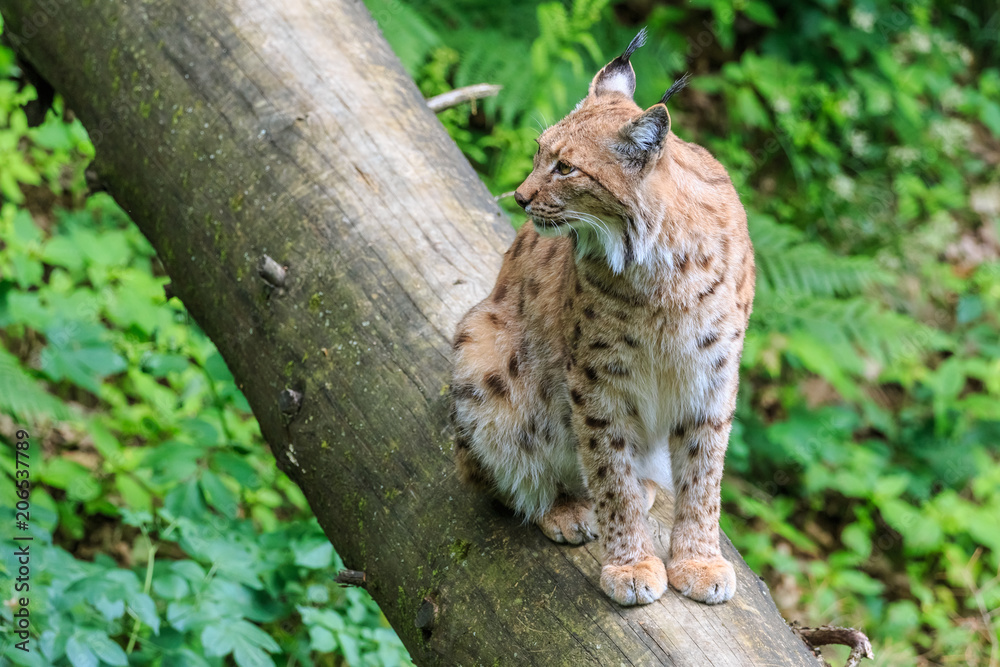 Lynx sitting on a fallen tree trunk Lynx sitting on a fallen tree trunk