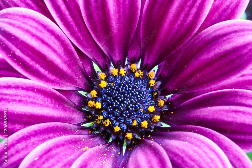 Detail of a beautiful colorful Flower African daisy.