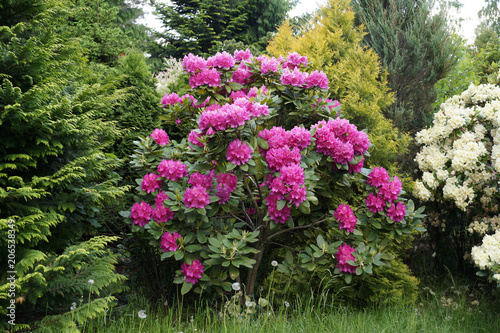 Rhododendron bush blooming photo