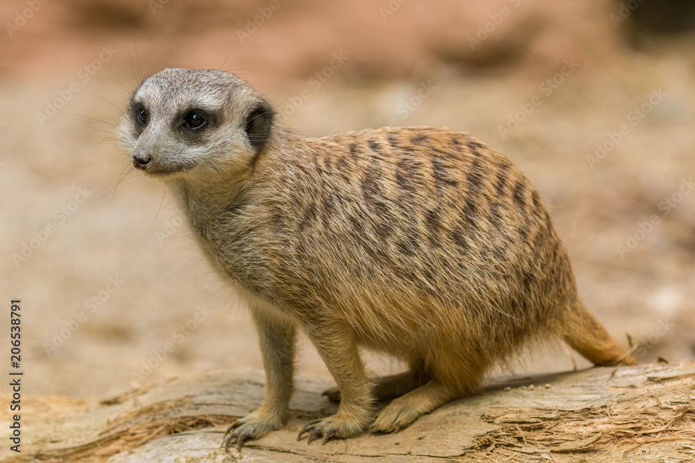 Fototapeta premium Suricate observing for danger
