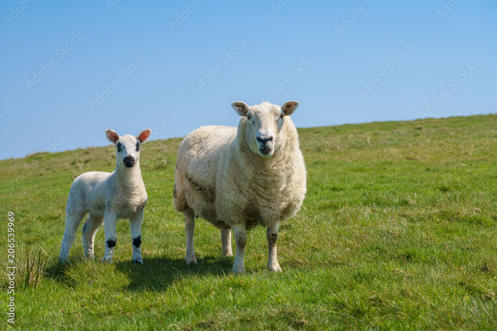 Single new born lamb with ewe against blue sky Single new born lamb with ewe against blue sky