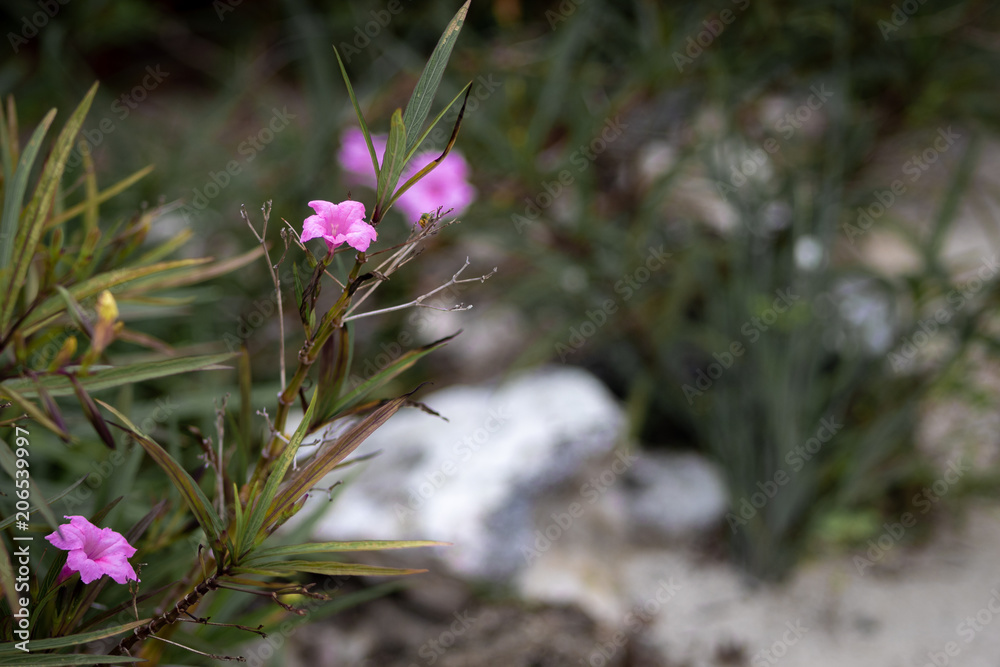Pink flowers with a blurry background Pink flowers with a blurry background