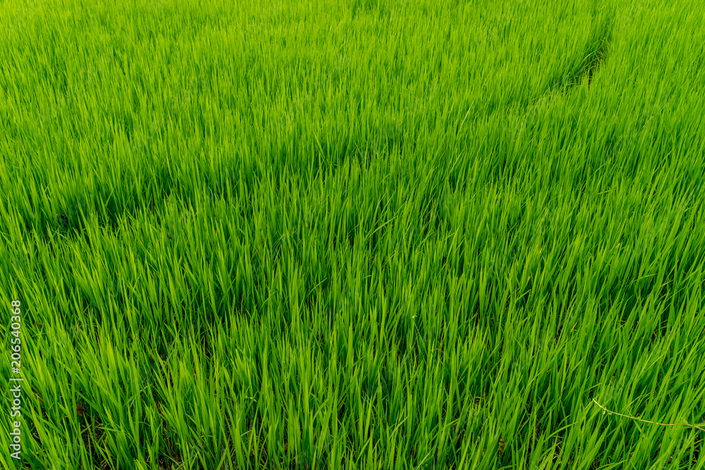agriculture of green rice field agriculture of green rice field