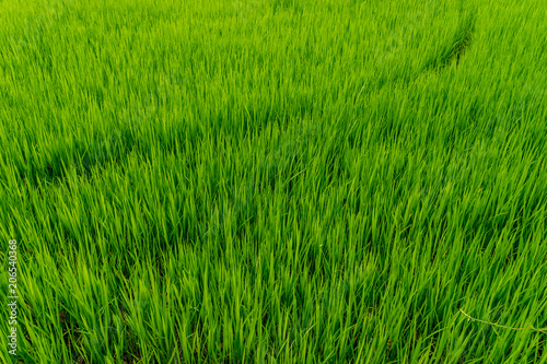 agriculture of green rice field