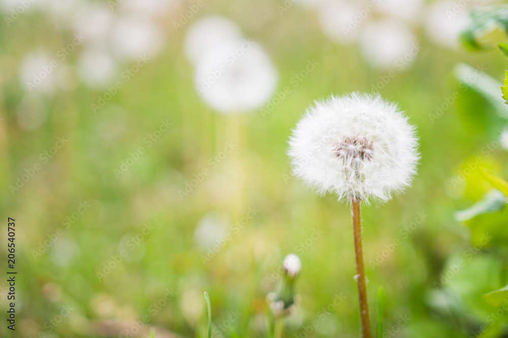 Dandelions Dandelions