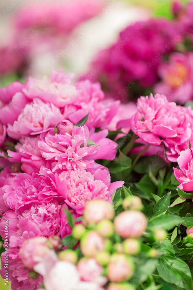 beautiful fresh peonies at the weekly market, can be used as background beautiful fresh peonies at the weekly market, can be used as background