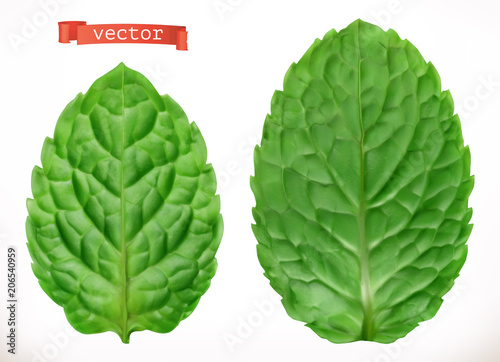Leaf of mint. 3d realistic vector icon