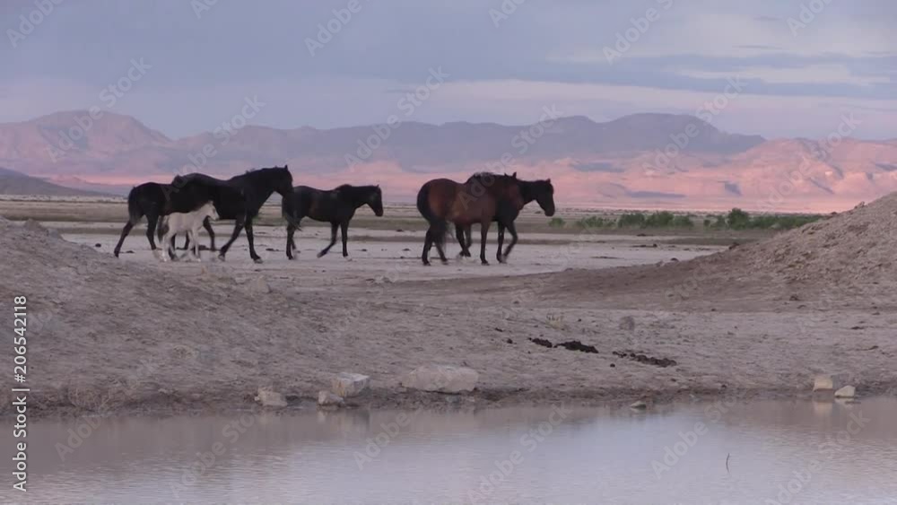 Wild horses in the Utah Desert Wild horses in the Utah Desert