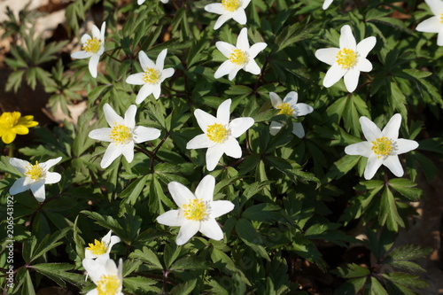 spring wild flowers, anemone nemorosa, growing in forests, sunlight photo