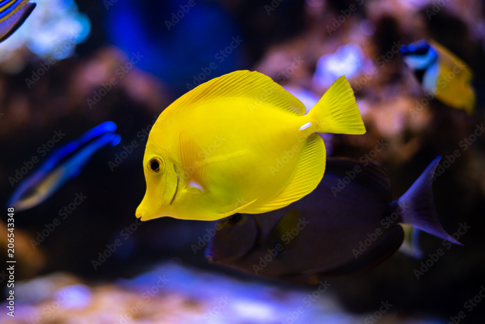Coral reef fish Coral reef fish