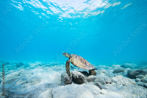 Photography ハワイのウミガメ