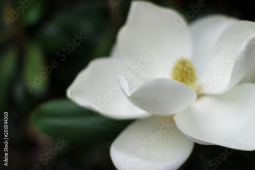 Flower of the Magnolia grandiflora, the Southern magnolia or bull bay, tree of the family Magnoliaceae