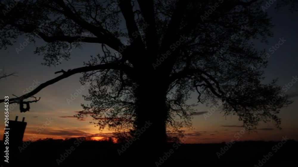 Forest on a sunset Forest on a sunset