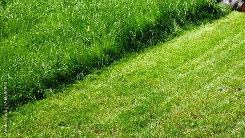 Man is cuting the grass in the garden. No camera movement.