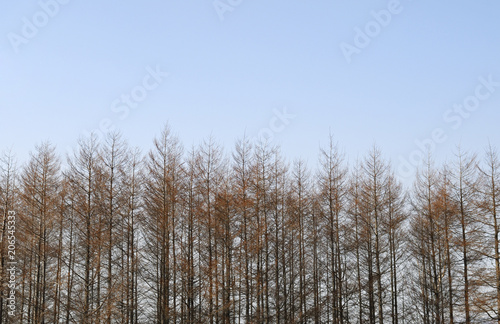 冬 木 空 素材