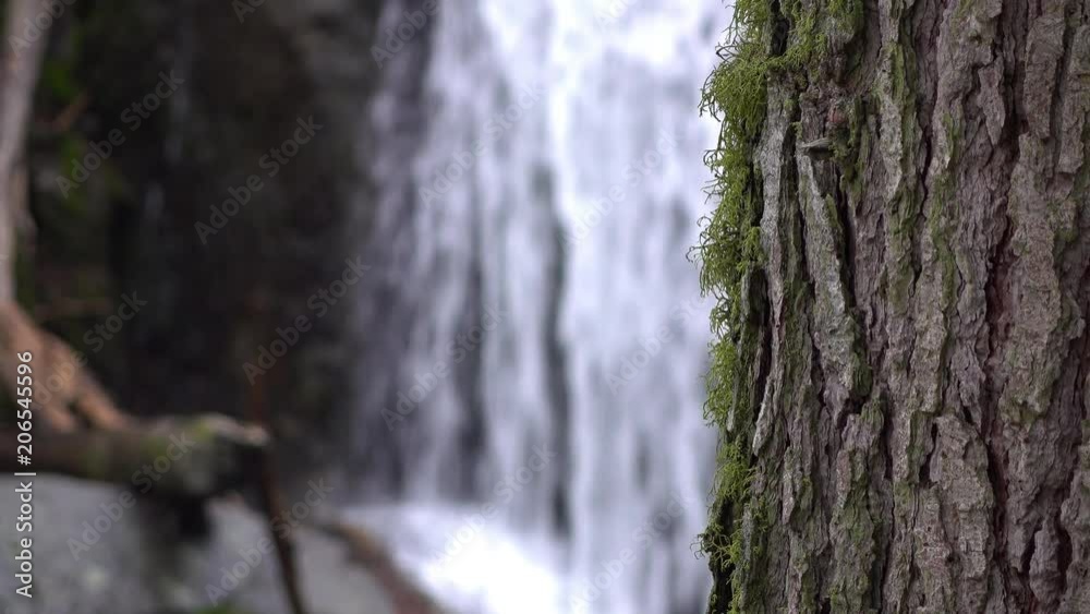 Focus on growing moss on tree with waterfall in background 4k Focus on growing moss on tree with waterfall in background 4k