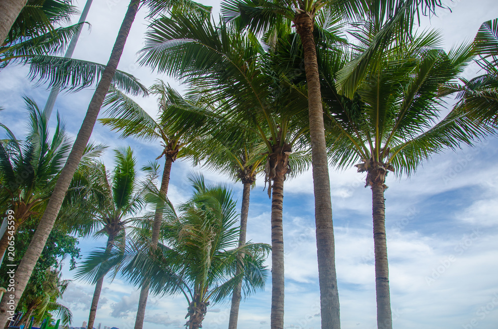 Fototapeta premium Palm Tree