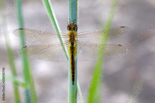 Image of Wandering Glider dragonfly(Pantala flavescens) on nature background. Insect. Animal