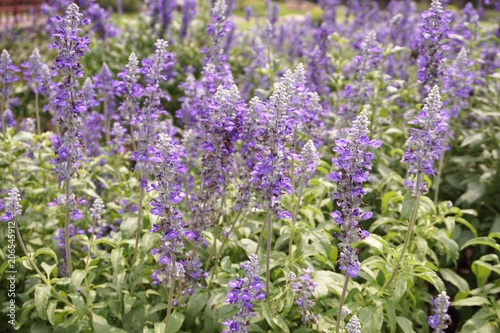 purple salvia splendens flower in nature garden
