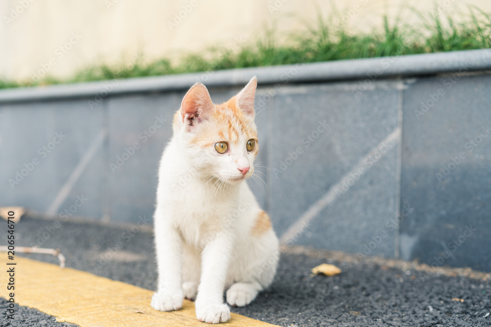 A cat is staring ahead