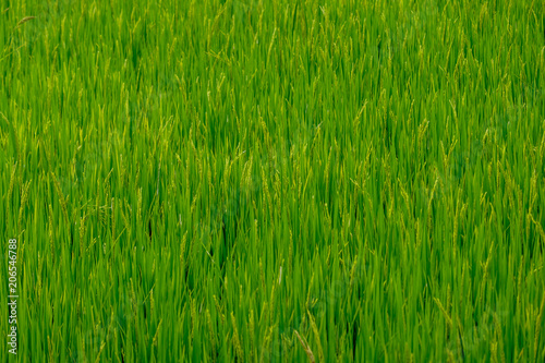 The green rice field with the green leaves in the good light day.