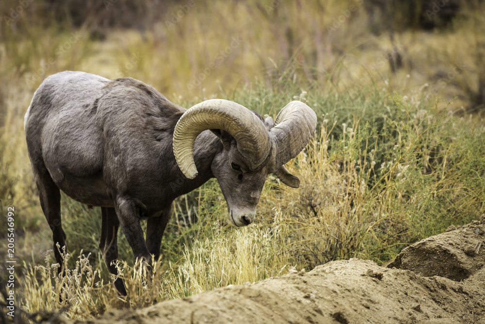 Bighorn Sheep Ram Grazes in Joshua Tree National Park Bighorn Sheep Ram Grazes in Joshua Tree National Park