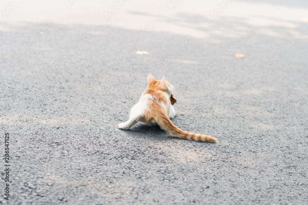 The cat rushed to his own prey and caught the target The cat rushed to his own prey and caught the target