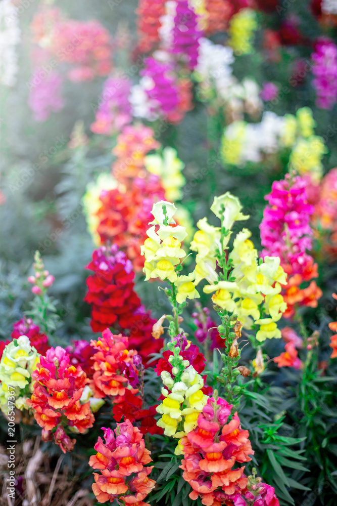 Fototapeta premium The mixed flowers garden with the green bushes with flare in the sunny day.