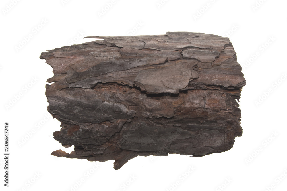 tree bark isolated on white background tree bark isolated on white background