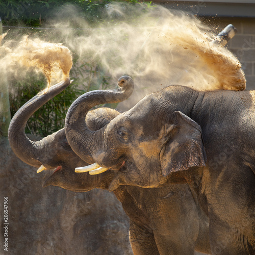 elephants throwing dirt