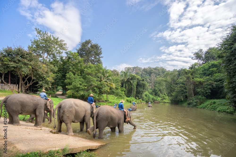 Fototapeta premium Mahouts bath and clean the elephants in the river.