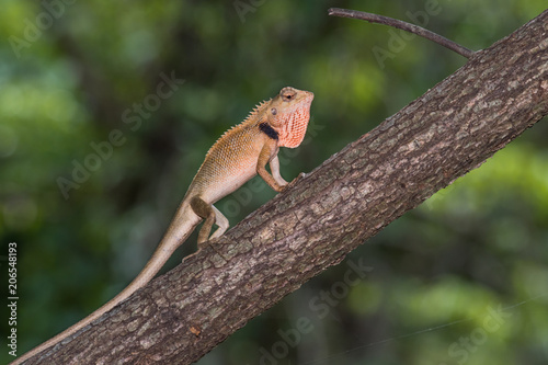 The close up portrait of oriental garden lizard climbing on the branch in natural. © Kanphichaya