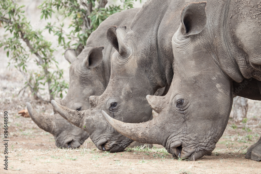 Obraz premium Three White Rhinos Rhinocerus Lined In a Row Eating Grass