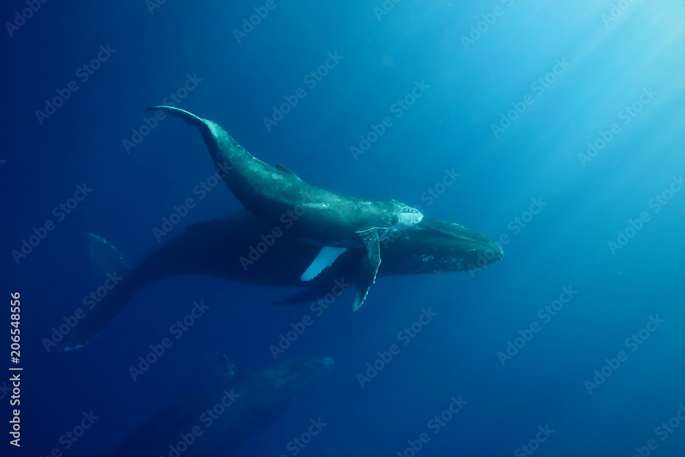 Underwater encounter with a mom and calf humpback whale in clear blue tropical water
