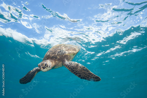 Photography Sea Turtle Underwater in Tropical Clear Blue Ocean from Below