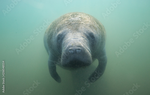 Close Up Cute Face of a Manatee Underwater
