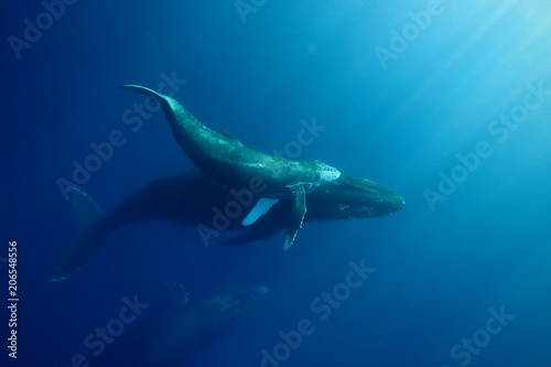 Underwater encounter with a mom and calf humpback whale in clear blue tropical water © DaiMar