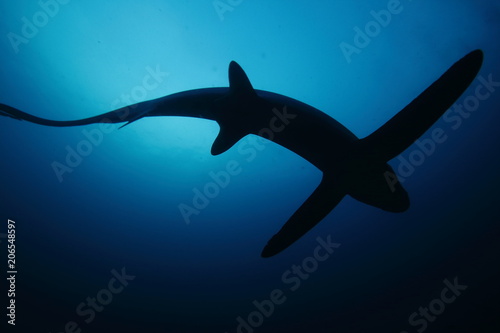Rare underwater encounter with a thresher shark while scuba diving photo