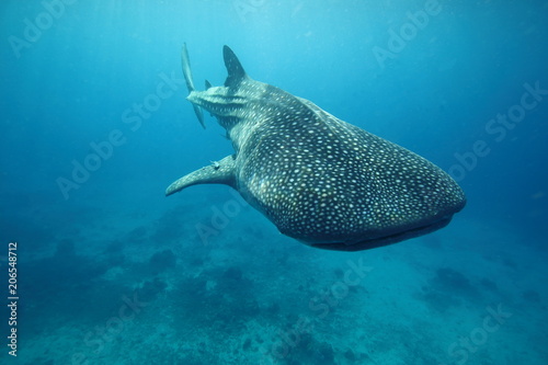 Whale Shark Swimming Past Camera Underwater