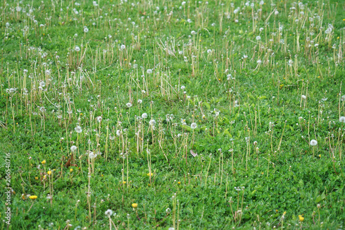 dandelion on green meadow in spring