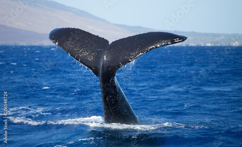 Whale Tail of a Humpback close up
